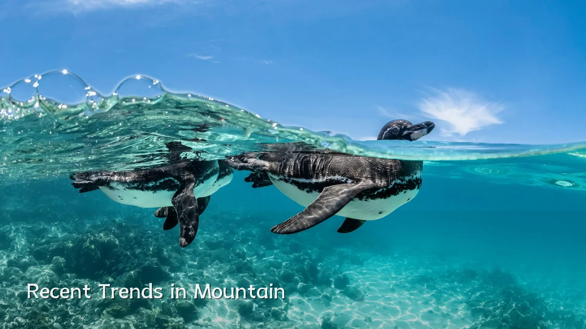Recent Trends in Mountain