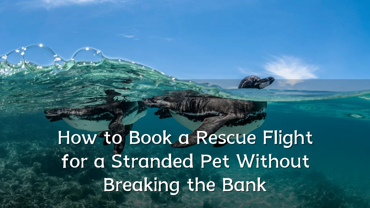 How to Book a Rescue Flight for a Stranded Pet Without Breaking the Bank